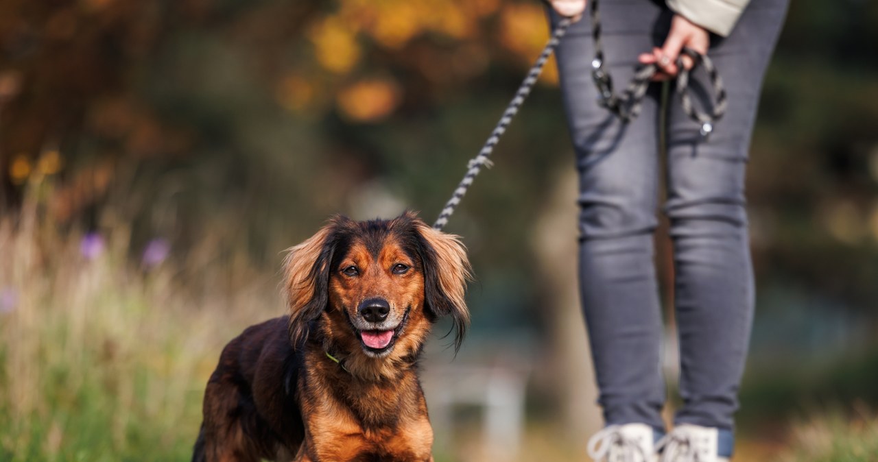 Wybieg dla psów czy trasa pieszo-rowerowa. Budżet obywatelski w Olsztynie rozstrzygnięty