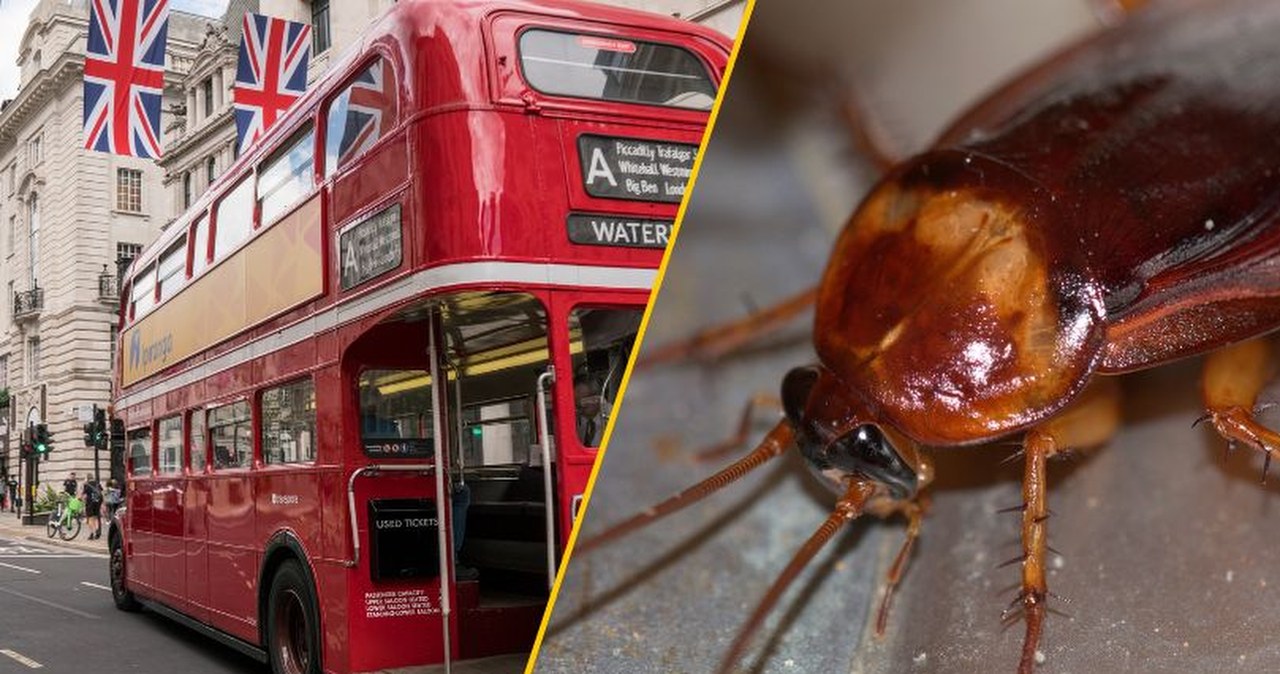 Karaluchy w londyńskich autobusach! Kierowcy grożą protestem