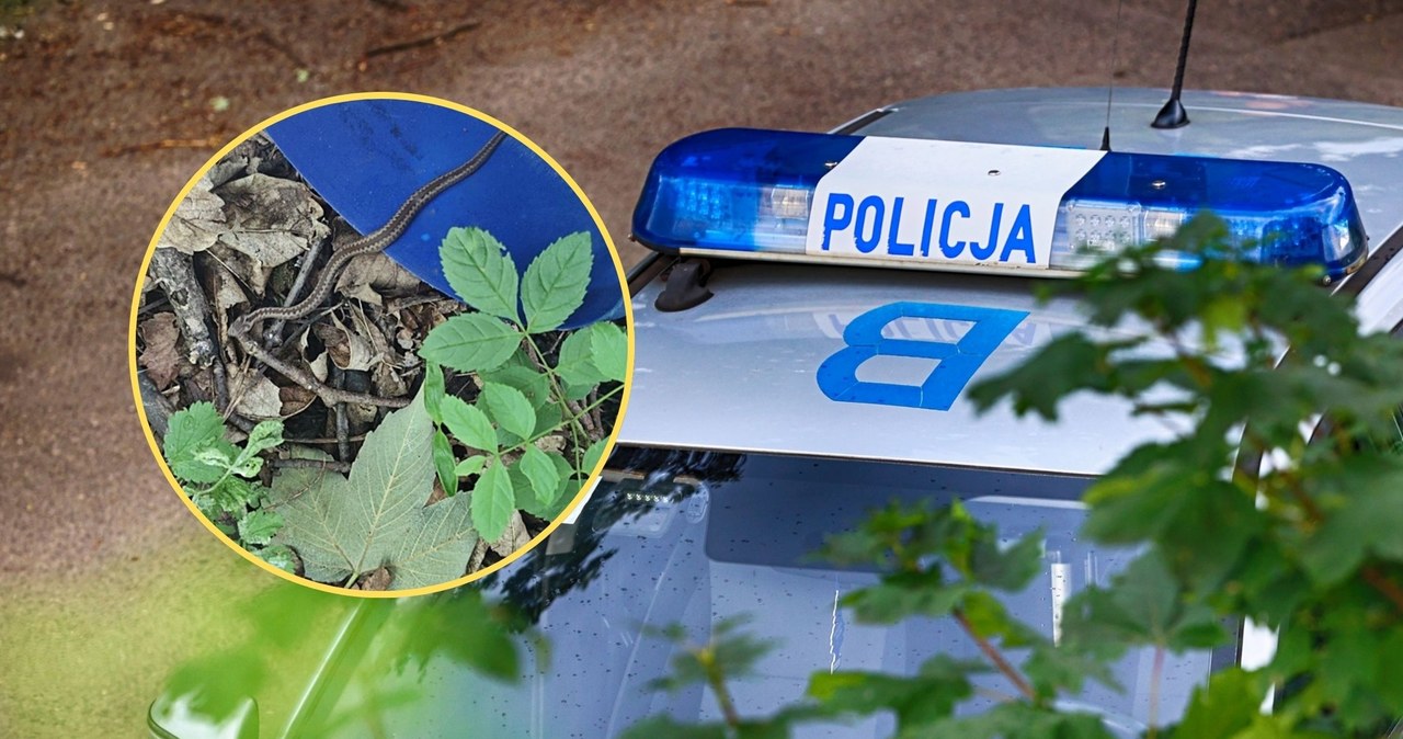 Jadowity gość chciał wejść do domu. Policja pokazała zdjęcia