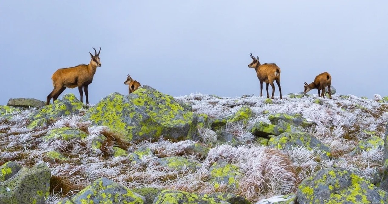 Wielkie liczenie kozic w Tatrach. Ruszyła jesienna akcja przyrodników