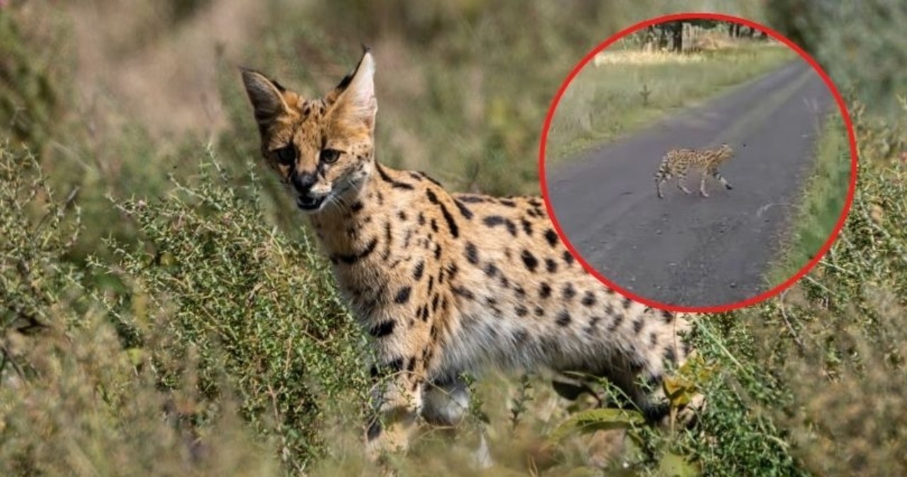 Uwaga serwal! Nadleśnictwo ostrzega przed drapieżnikiem