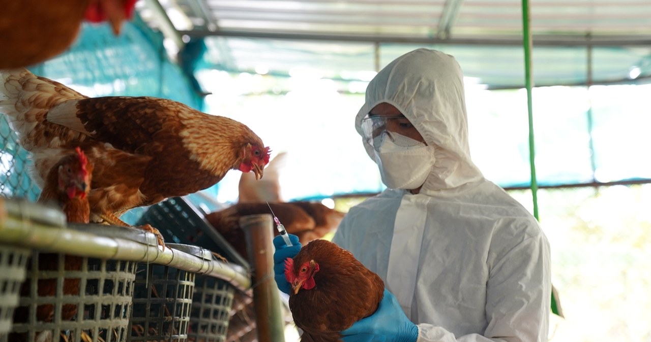 Ptasia grypa w Krakowie i okolicach. Jest rozporządzenie wojewody