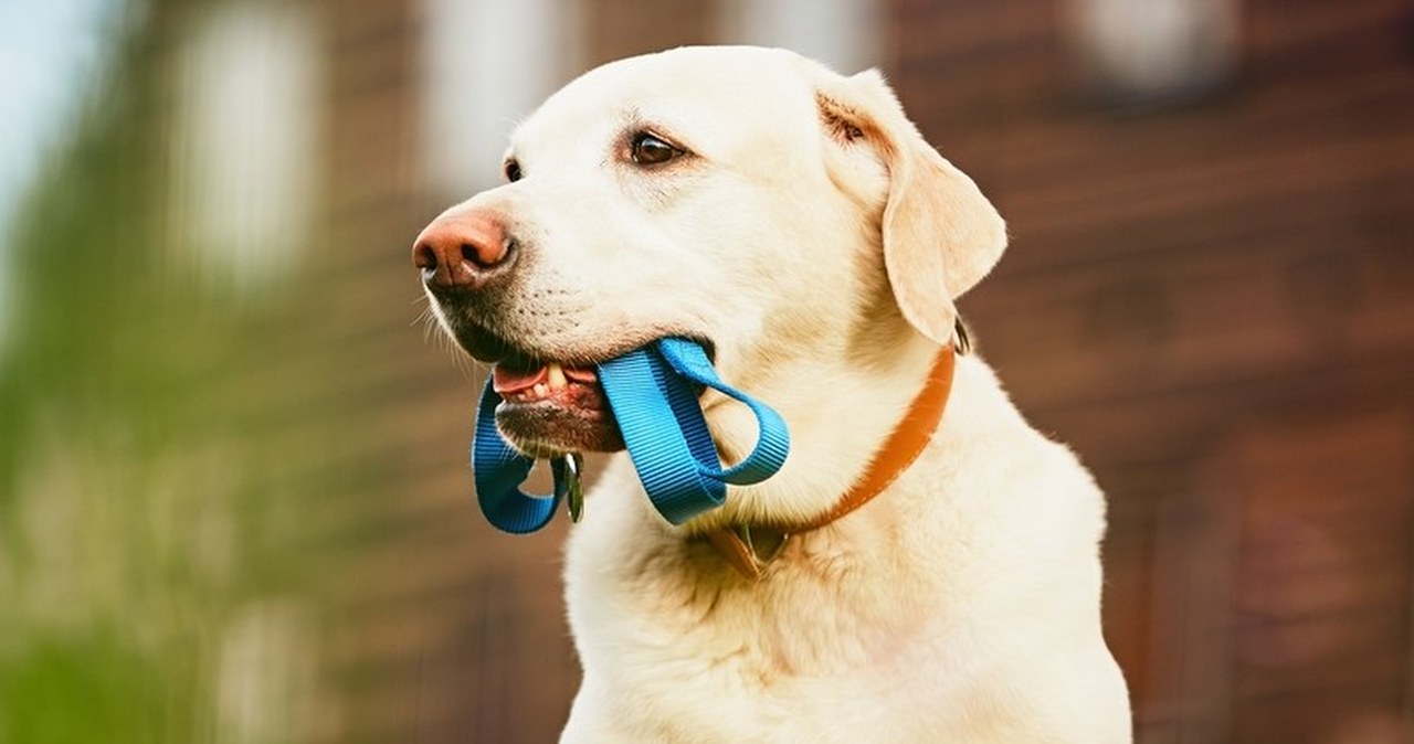 Czipowanie psów będzie obowiązkowe! Kto zapłaci za nowy system?