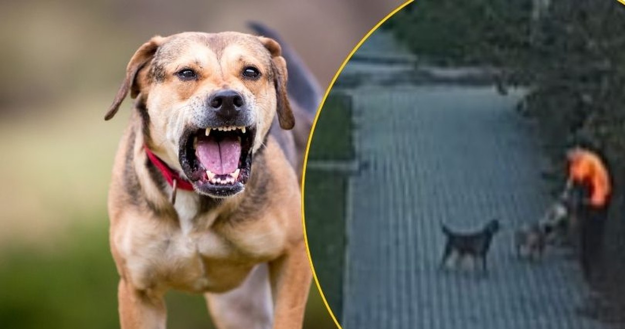 ​Psy osaczyły chłopca. Dramatyczne sceny w Bogatyni