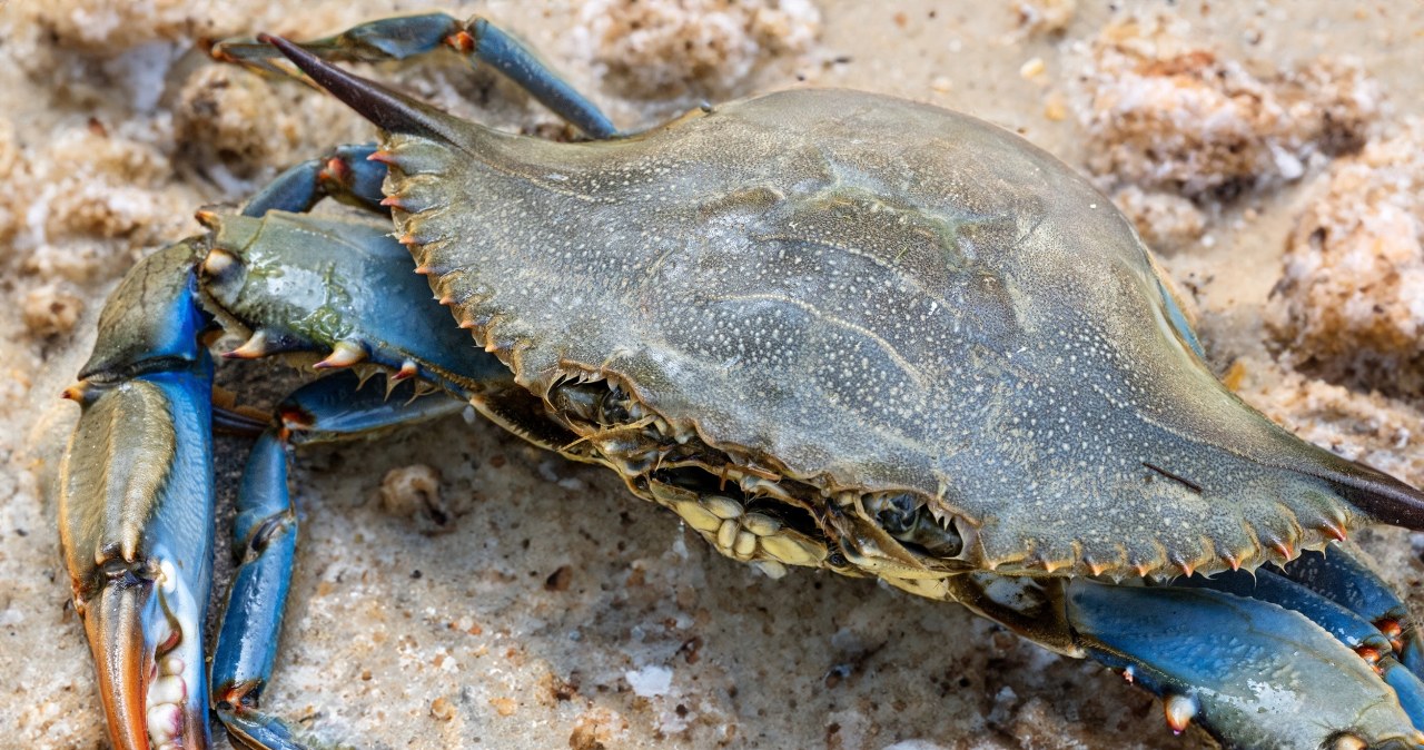 Groźny przybysz na popularnej wśród turystów wyspie