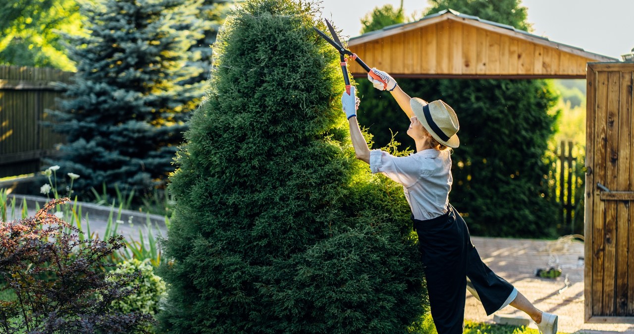 Masz żywopłot w ogrodzie? Sprawdź, czy nie narażasz się na proces sądowy