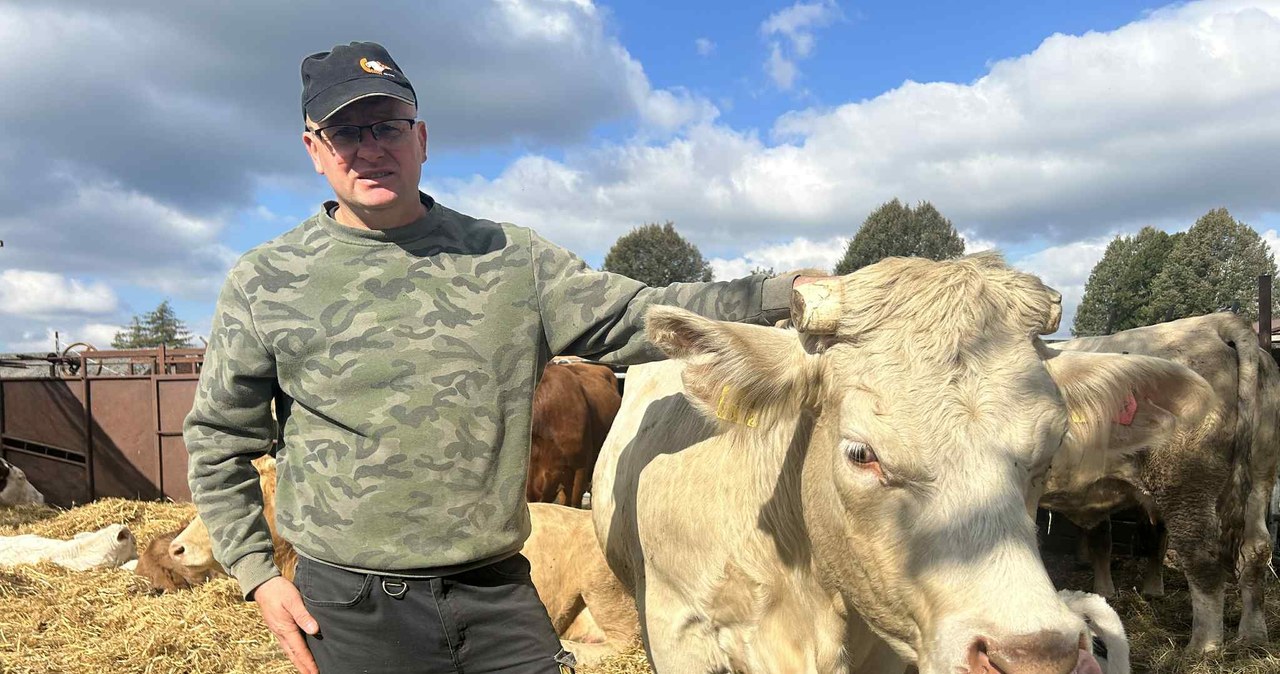 Strzelnica w sąsiedztwie pastwisk. "Panika, stres, uciekanie. Krów nie da się zatrzymać"