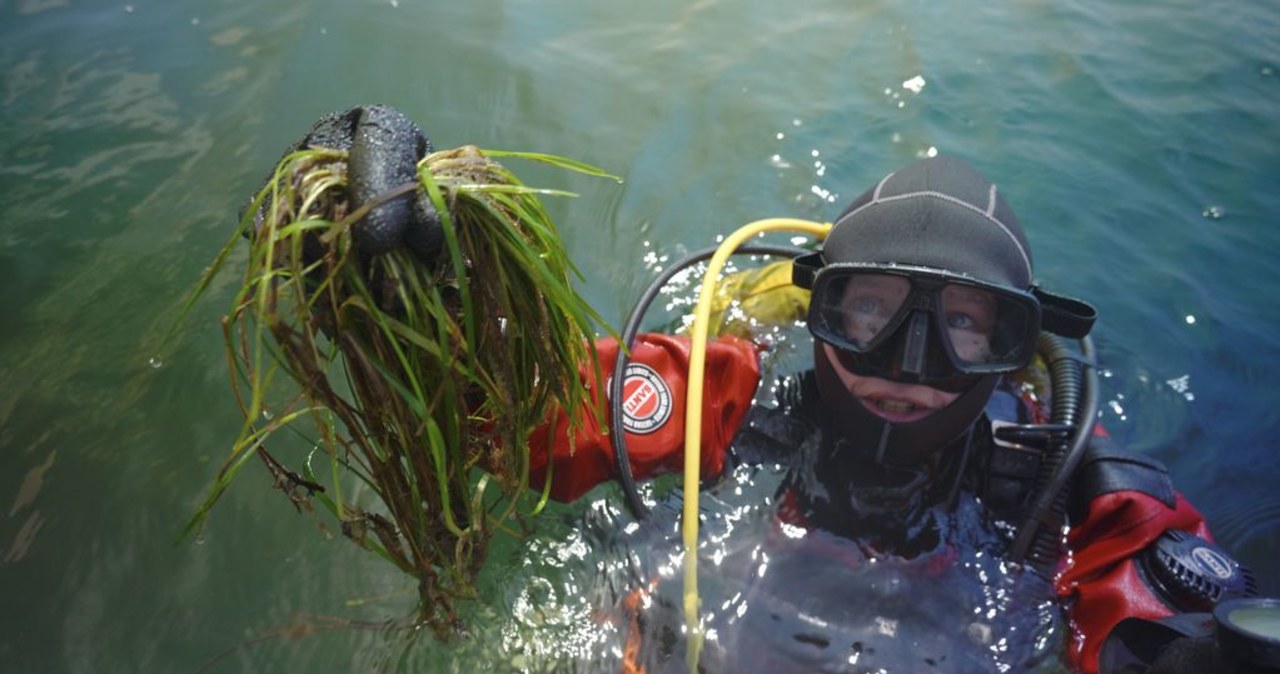 Podwodne łąki wracają do Bałtyku. Naukowcy sadzą rośliny na dnie morza