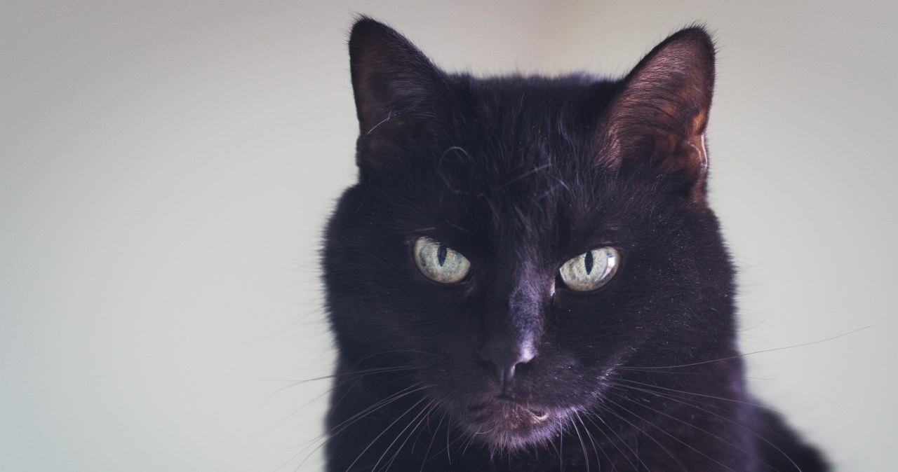 To miasto wstrzymuje adopcje czarnych kotów. Powód może zaskakiwać