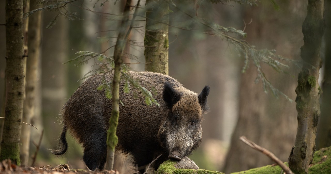 Padły dzik z ASF. Do akcji wkroczyli terytorialsi