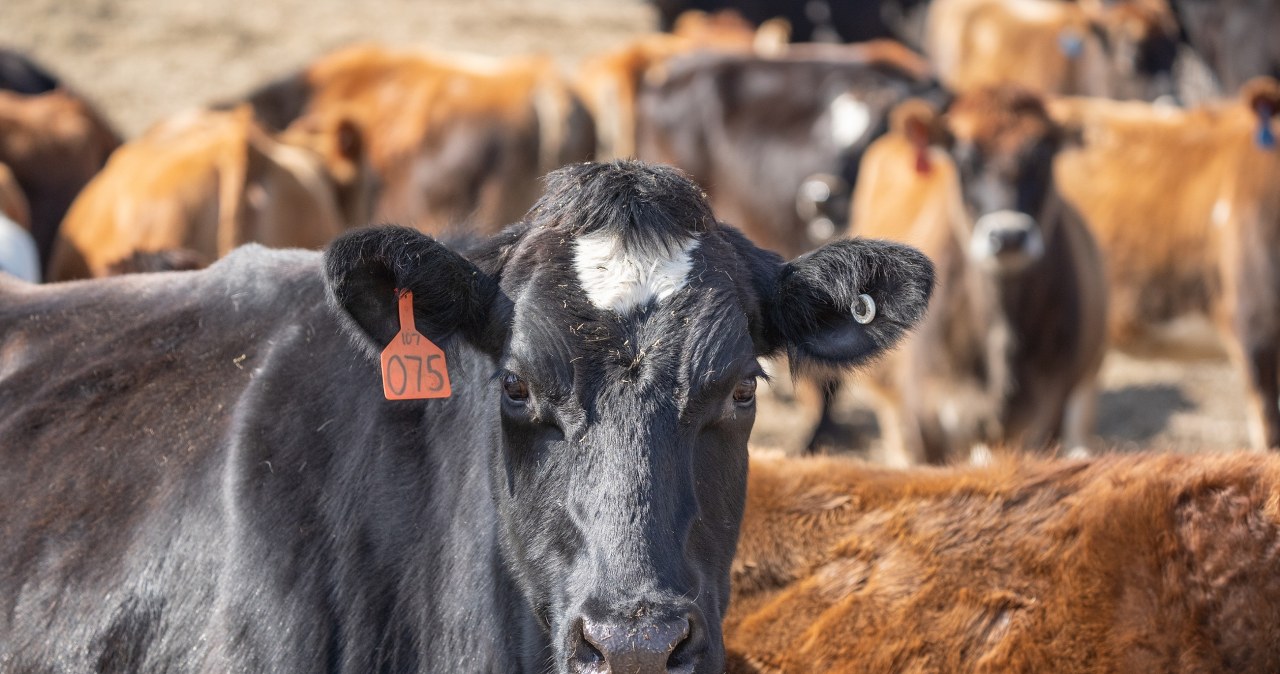 Skażona wołowina może dalej trafiać do Unii. Bulwersujące wnioski KE