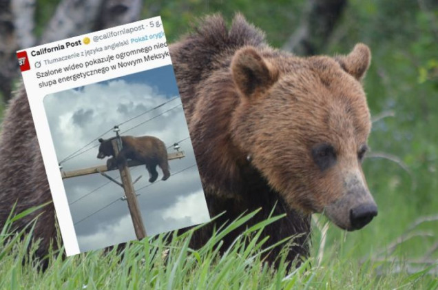 Niedźwiedź utknął na słupie wysokiego napięcia. Tragiczny finał