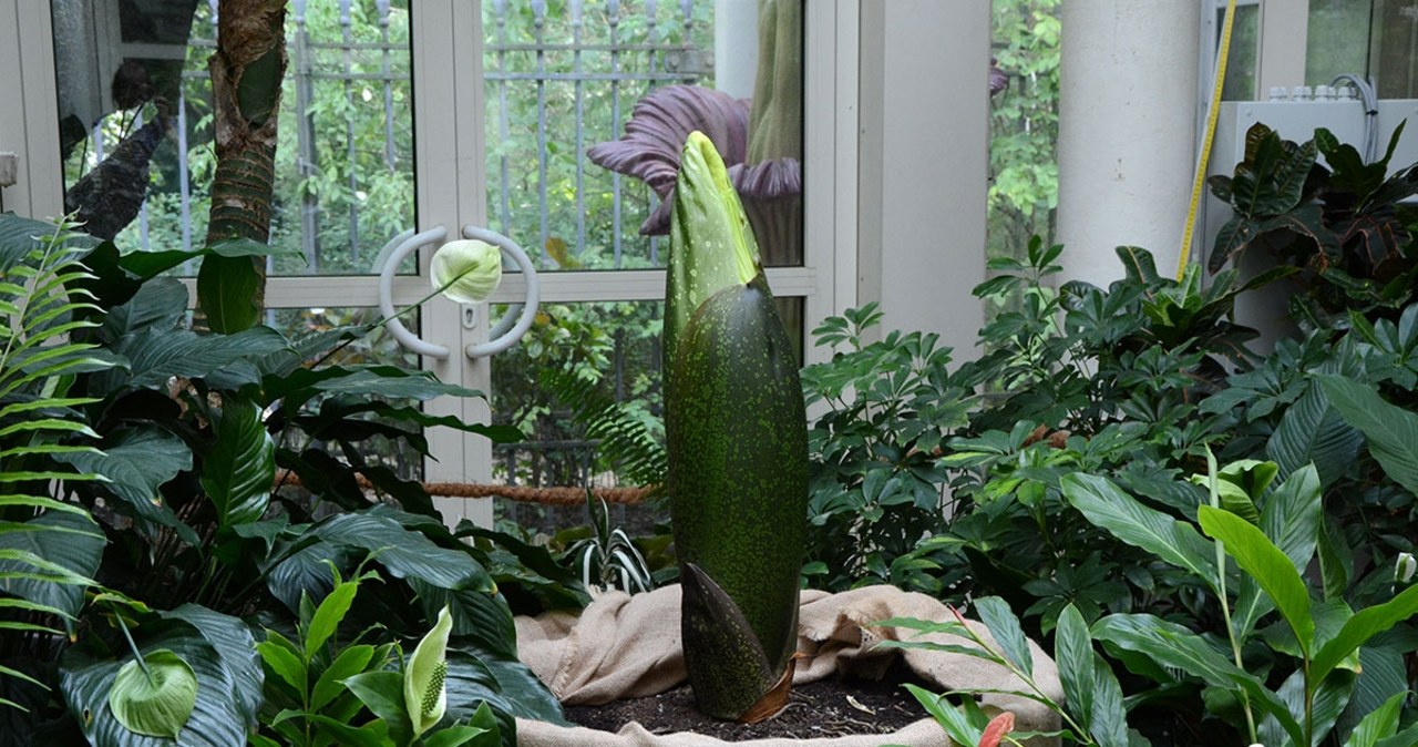 Niezwykła roślina w Warszawie. Jej kwitnienie będzie transmitowane online