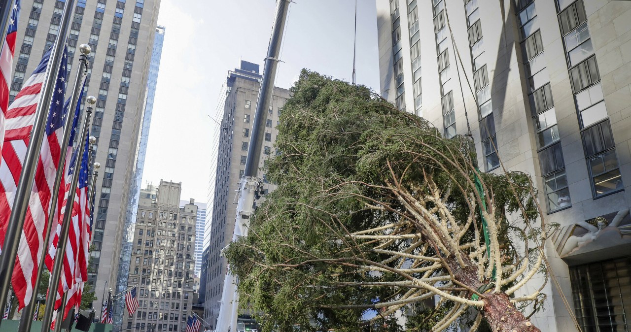Poruszająca historia choinki w Rockefeller Center. "Nie mogłam uwierzyć, że to się dzieje"