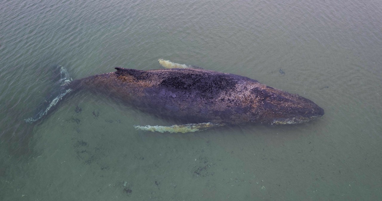 Potężny ssak utknął na mieliźnie. Sytuacja jest krytyczna
