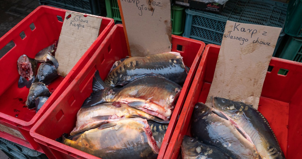 Cena karpia w 2025 roku. Rośnie zainteresowanie tańszymi rybami