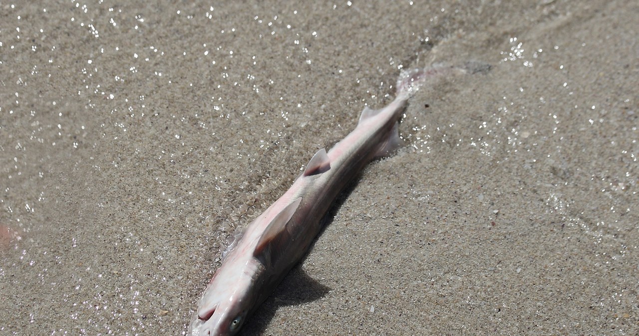 Belgia: Dziesiątki martwych rekinów wyrzuconych na plażę