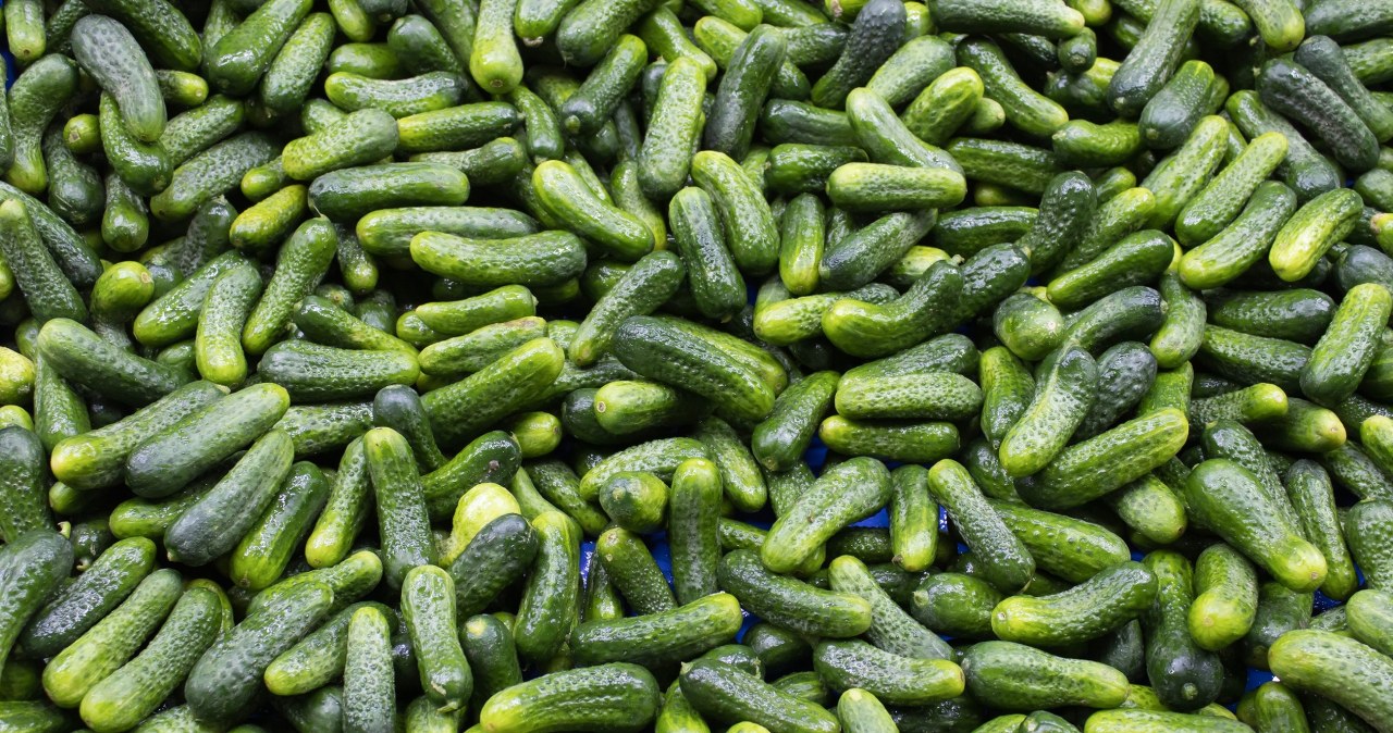 "Pierwsza oznaka zbliżającej się wiosny" już w Broniszach