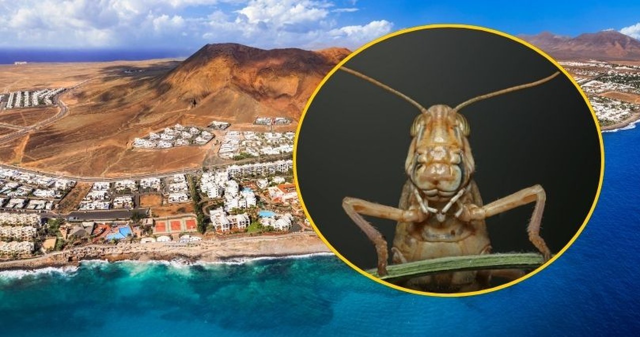 Wirują w gorącym powietrzu. Biblijna plaga spadła na turystyczny raj Polaków