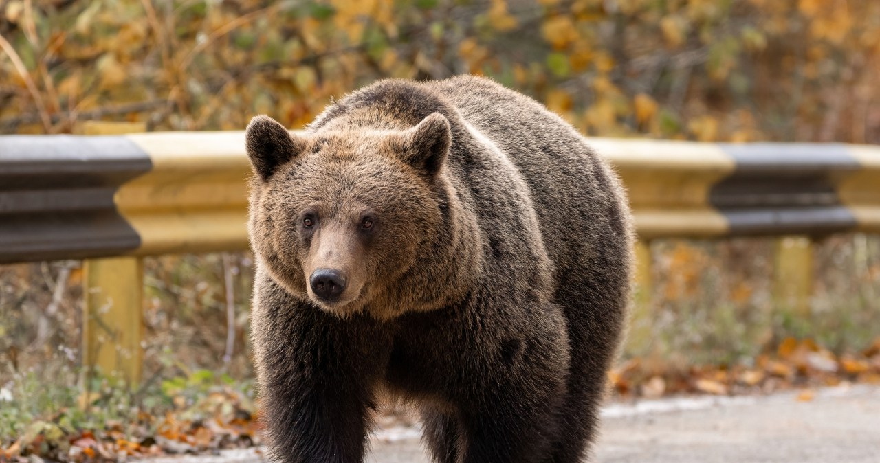 Atak niedźwiedzia na Podkarpaciu. Nie żyje kobieta