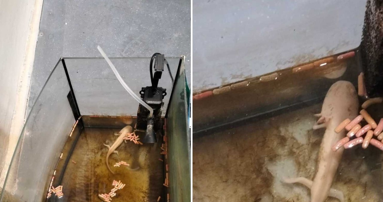 Konał wśród resztek i własnych odchodów. Właścicielka usłyszała zarzuty