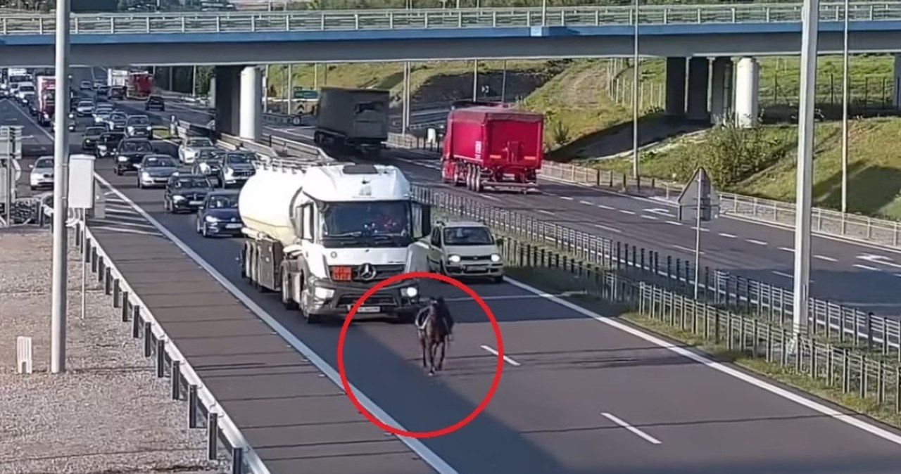 Osiodłany koń biegł po ekspresówce. Kierowcy zachowali zimną krew