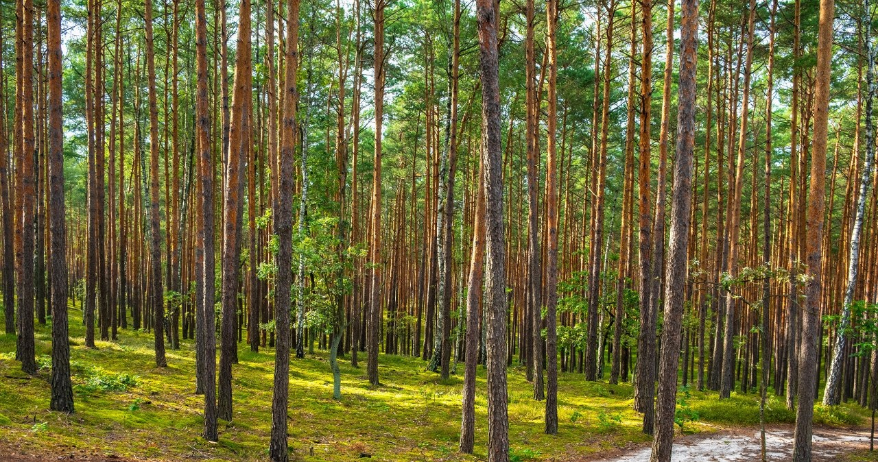 Godzina drogi z Warszawy i jesteś w innym świecie. To przyrodnicza perełka