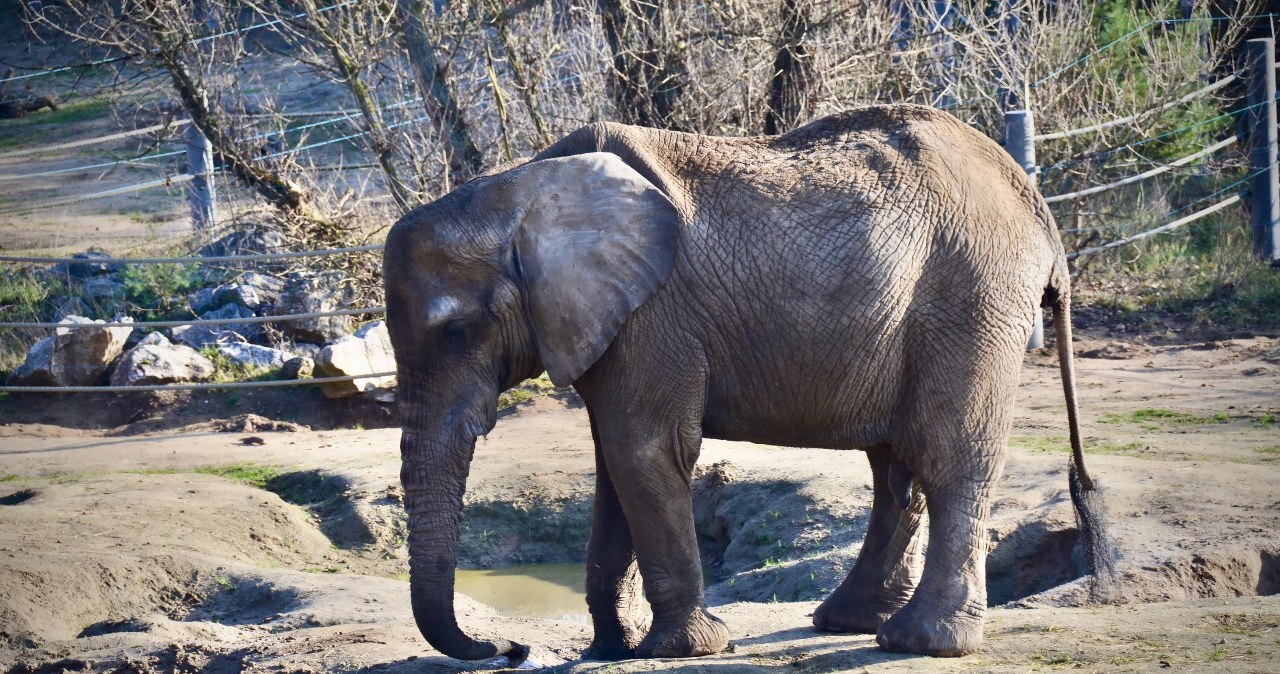Nagle upadła. Nie udało się uratować słonicy Kingi