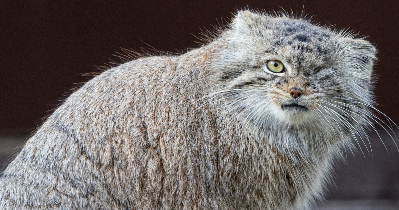 Kto wypuścił Bożenkę? Samica manula z poznańskiego zoo nadal poszukiwana