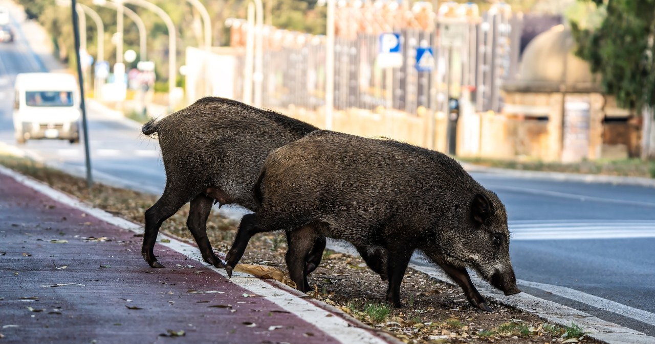Coraz więcej dzików w miastach. Szybko się tego nauczyły