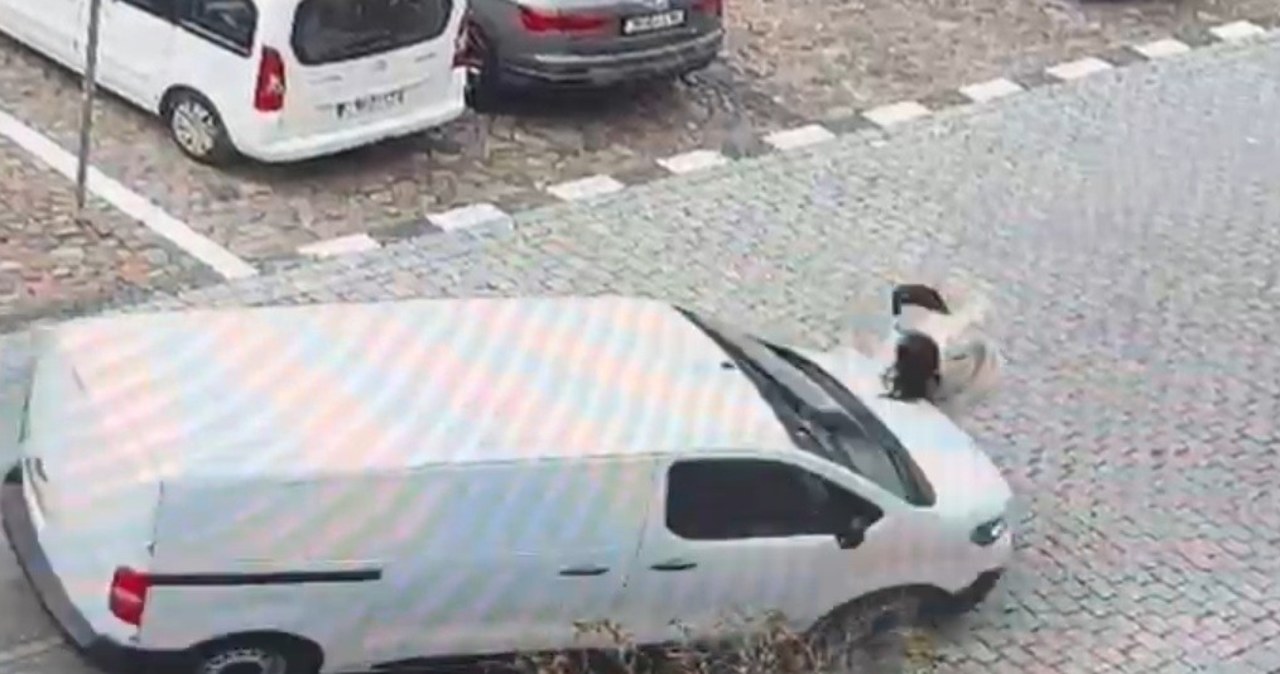 Z impetem wjechał w ciężarną na pasach [FILM]