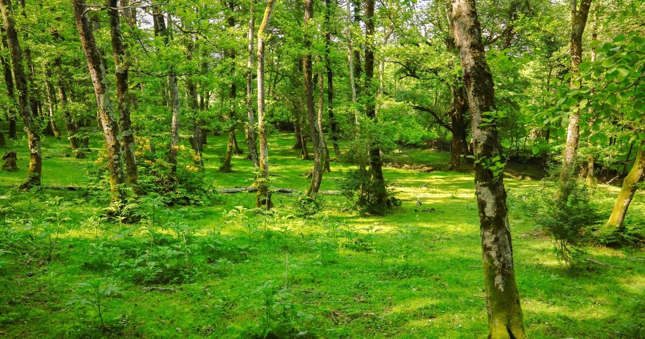 Lasy w Europie przed przyjściem Homo sapiens wcale nie były geste i ciemne