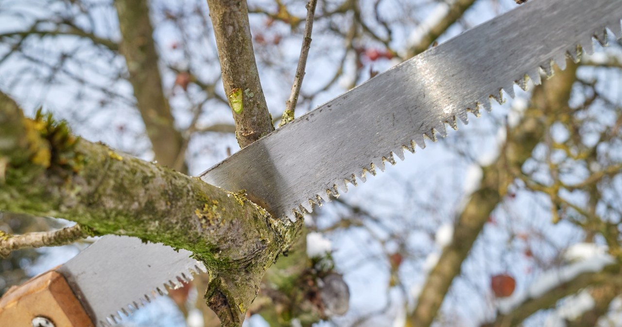 Masz drzewa na działce? Uważaj, zanim chwycisz za piłę