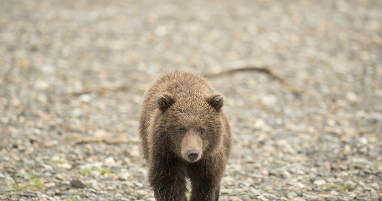 Niedźwiedź zaatakował wycieczkę szkolną, dwie osoby są w stanie krytycznym