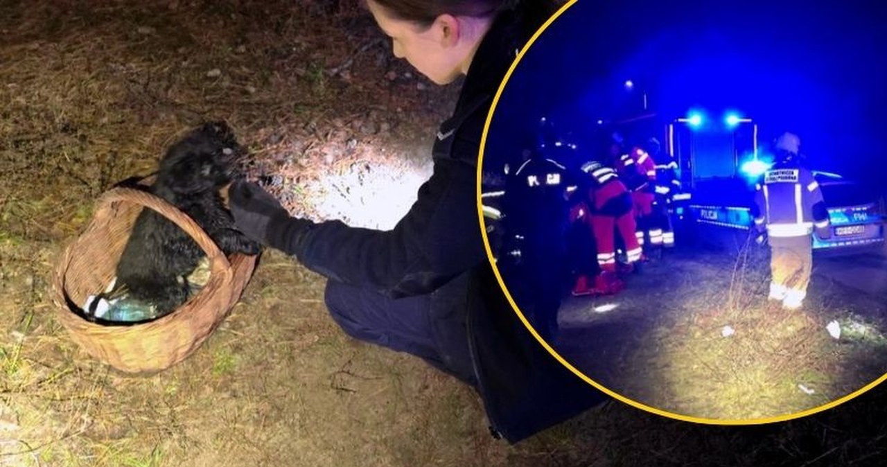 Pies uratował mu życie. Dramatyczna akcja ratunkowa w lesie pod Skierniewicami