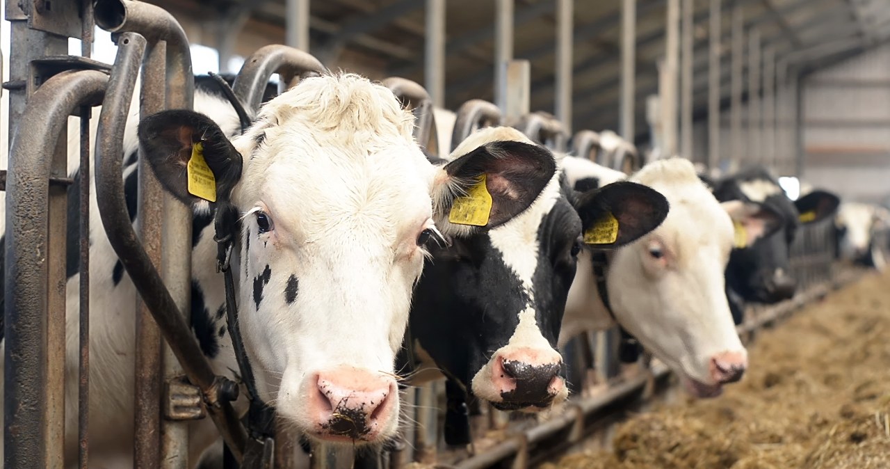 Przerażający widok w podlaskim gospodarstwie. 50-latek zgotował krowom horror