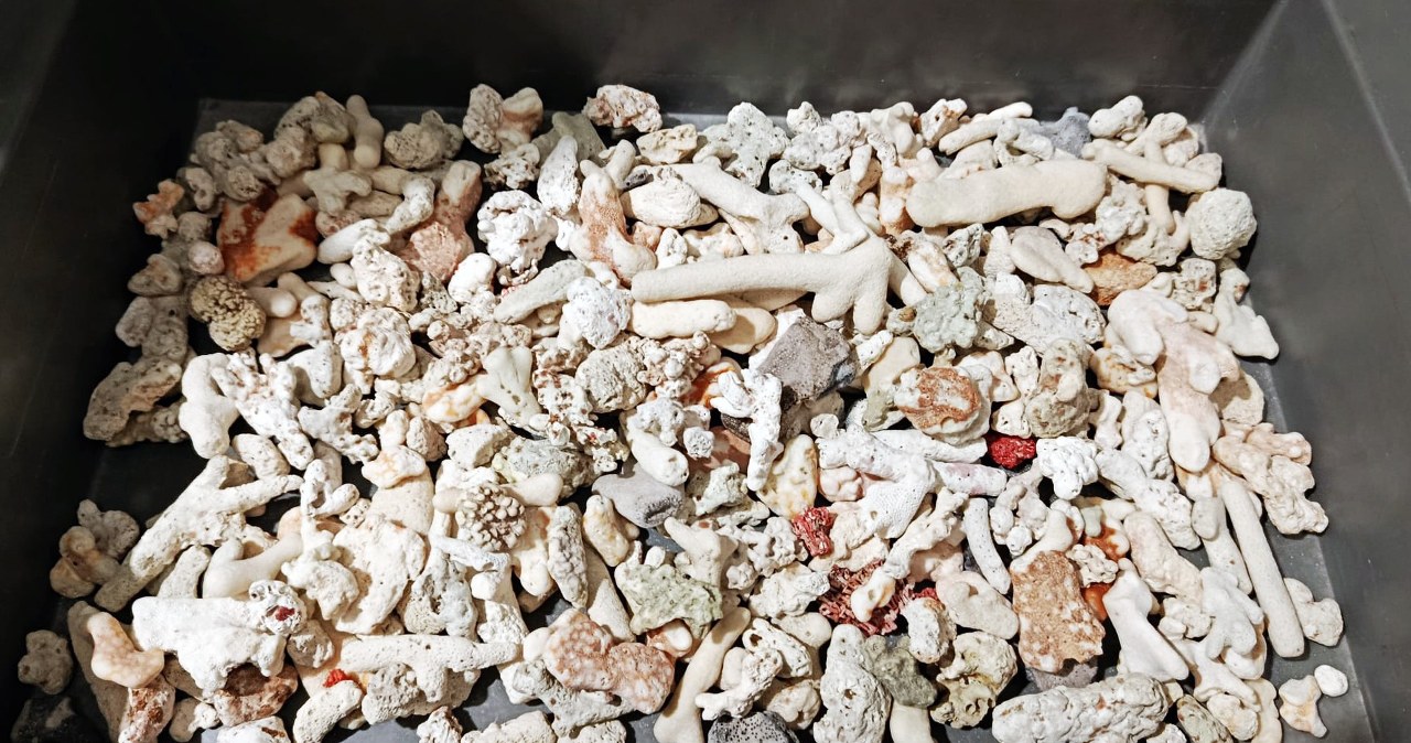 Egzotyczna pamiątka z Seszeli. „Pozbierał na plaży”