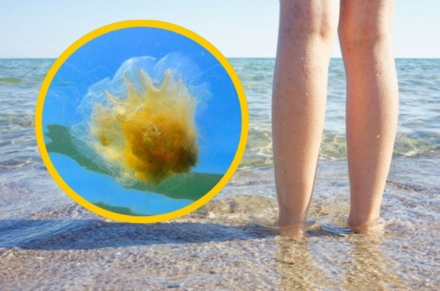 Nietypowy problem na plaży nad Bałtykiem. Meduzy sparzyły ponad 270 osób