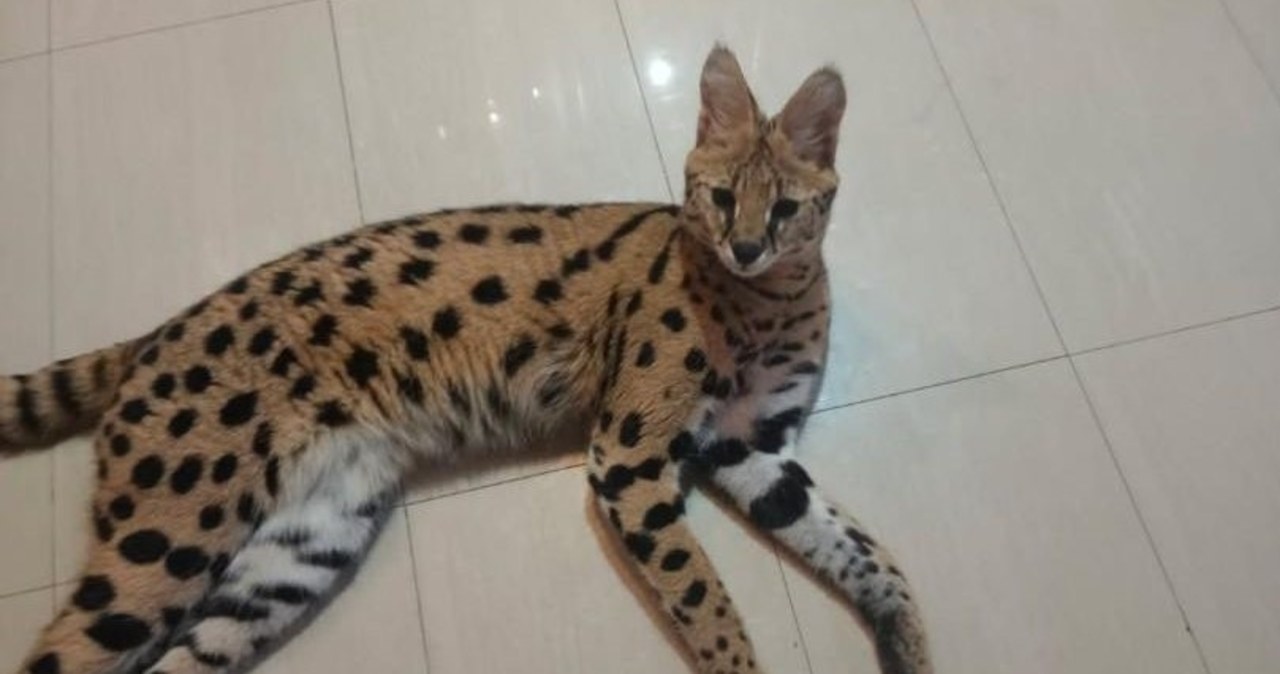 Wykorzystał otwarte okno i uciekł. Kolejny serwal poszukiwany