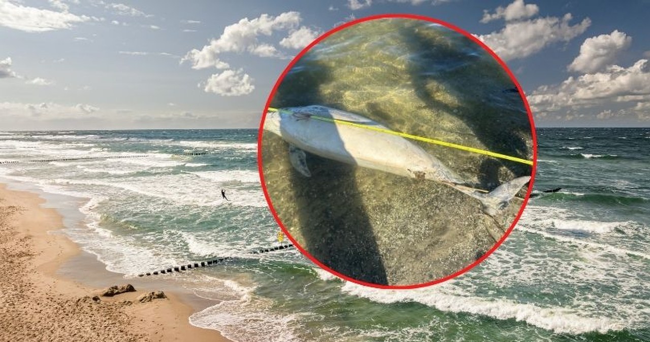 Martwy delfin na plaży nad Zalewem Szczecińskim. Skąd się wziął?
